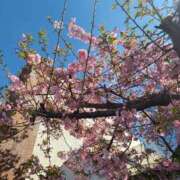 ヒメ日記 2025/03/11 00:01 投稿 ななみ奥様 川崎人妻ソープ Mint(ミント)