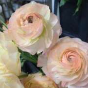 ヒメ日記 2025/03/20 23:35 投稿 ななみ奥様 川崎人妻ソープ Mint(ミント)