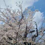 ヒメ日記 2025/04/07 11:36 投稿 ななみ奥様 川崎人妻ソープ Mint(ミント)