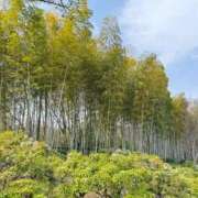 みれい奥様 お知らせです 川崎人妻ソープ Mint(ミント)