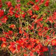 ヒメ日記 2025/03/25 19:47 投稿 みひろ奥様 川崎人妻ソープ Mint(ミント)