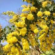 ヒメ日記 2025/04/03 21:15 投稿 みひろ奥様 川崎人妻ソープ Mint(ミント)