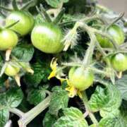 ヒメ日記 2025/05/16 21:02 投稿 みひろ奥様 川崎人妻ソープ Mint(ミント)