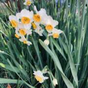 みひろ奥様 綺麗な花には毒がある。けれども蜜もまた甘い。 川崎人妻ソープ Mint(ミント)