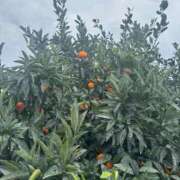 ヒメ日記 2025/11/05 16:52 投稿 みさこ奥様 川崎人妻ソープ Mint(ミント)