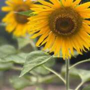 ヒメ日記 2025/08/18 10:01 投稿 みく奥様 川崎人妻ソープ Mint(ミント)