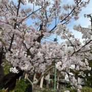 ヒメ日記 2025/04/10 12:05 投稿 かな奥様 川崎人妻ソープ Mint(ミント)