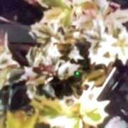 ヒメ日記 2025/12/29 17:13 投稿 ことは奥様 川崎人妻ソープ Mint(ミント)