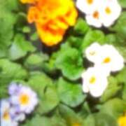 ヒメ日記 2026/01/17 16:15 投稿 ことは奥様 川崎人妻ソープ Mint(ミント)