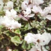 ヒメ日記 2026/01/20 16:29 投稿 ことは奥様 川崎人妻ソープ Mint(ミント)