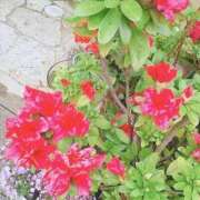 ヒメ日記 2025/07/24 07:46 投稿 のりか★癒しといやらしさの大融合 かりゆしOLの秘密【20代沖縄美女多数在籍-デリヘル×ヌードエステ】