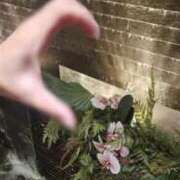 ヒメ日記 2025/11/27 13:14 投稿 りく マドンナSANSAIN