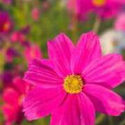 ヒメ日記 2025/12/04 14:29 投稿 りく マドンナSANSAIN