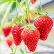 りく 🐤 マドンナSANSAIN