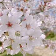 ヒメ日記 2026/04/03 13:08 投稿 りく マドンナSANSAIN