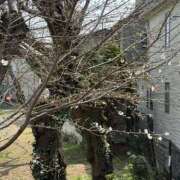 ヒメ日記 2025/03/27 06:01 投稿 あかり あとりえ(ATELIER)