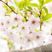 ヒメ日記 2025/04/16 06:00 投稿 あかり あとりえ(ATELIER)