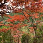 ヒメ日記 2025/11/22 06:00 投稿 あかり あとりえ(ATELIER)