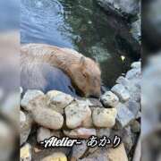 ヒメ日記 2026/01/31 06:00 投稿 あかり あとりえ(ATELIER)