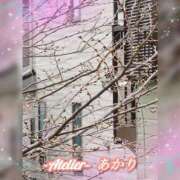 ヒメ日記 2026/03/20 06:00 投稿 あかり あとりえ(ATELIER)