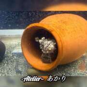 ヒメ日記 2026/03/21 06:00 投稿 あかり あとりえ(ATELIER)