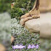 ヒメ日記 2026/04/12 06:00 投稿 あかり あとりえ(ATELIER)