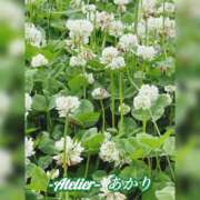 ヒメ日記 2026/05/14 06:00 投稿 あかり あとりえ(ATELIER)