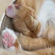 ヒメ日記 2024/12/12 20:14 投稿 おうか あとりえ(ATELIER)