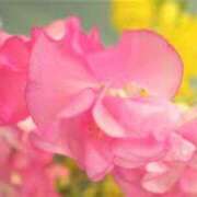 ヒメ日記 2024/12/18 16:22 投稿 おうか あとりえ(ATELIER)