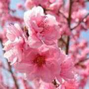 ヒメ日記 2025/04/12 08:27 投稿 おうか あとりえ(ATELIER)