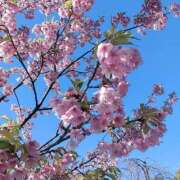 ヒメ日記 2025/03/13 08:25 投稿 はるな あとりえ(ATELIER)