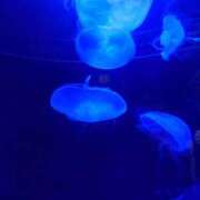 ヒメ日記 2025/08/24 08:46 投稿 まゆ クリスタル