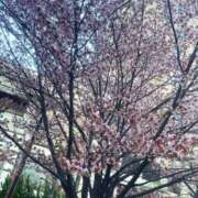 ヒメ日記 2026/04/26 22:56 投稿 りお クリスタル