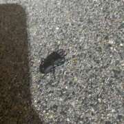 ヒメ日記 2025/07/31 23:15 投稿 相沢ひかる 桃色奥様(佐賀)