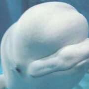 ヒメ日記 2025/08/06 01:55 投稿 相沢ひかる 桃色奥様(佐賀)