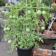 ヒメ日記 2025/08/19 21:05 投稿 相沢ひかる 桃色奥様(佐賀)