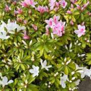 ヒメ日記 2025/04/19 18:30 投稿 ねる 東京アロマスタイル