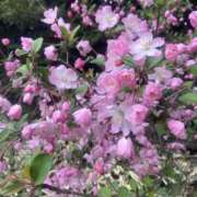 ヒメ日記 2025/04/01 17:18 投稿 斉藤みお ドクトル・ストレッチ