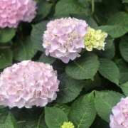 ヒメ日記 2025/05/26 18:46 投稿 斉藤みお ドクトル・ストレッチ