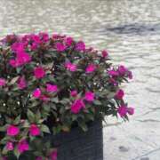 ヒメ日記 2025/01/07 17:16 投稿 みお 今日から私はエステティシャン