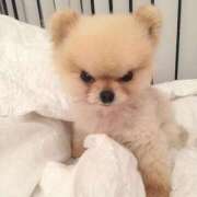 ヒメ日記 2025/12/13 17:26 投稿 浅野 まなみ ハレ系 放課後クラブ