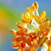 ヒメ日記 2025/10/24 00:01 投稿 まゆ 奥様さくら難波店