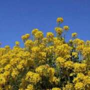 ヒメ日記 2026/03/03 20:22 投稿 しのぶ 人妻ちゃんねる