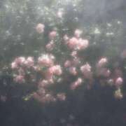 ヒメ日記 2026/01/03 03:18 投稿 ひまり アラモード