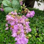 まなみ 明日出勤です 丸妻 横浜本店