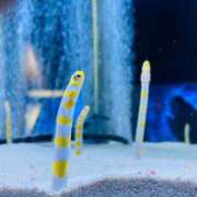 ヒメ日記 2025/05/26 01:49 投稿 ちはや 白いぽっちゃりさん五反田店