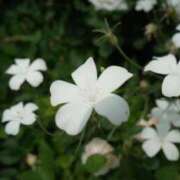 ヒメ日記 2025/12/24 21:59 投稿 ちはや 白いぽっちゃりさん五反田店