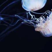 ヒメ日記 2026/02/06 16:59 投稿 ちはや 白いぽっちゃりさん五反田店