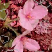 向井なな コメントありがとう♡ YESグループ水戸　華女