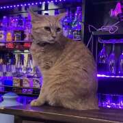 りん にゃーん🐈 クリステル